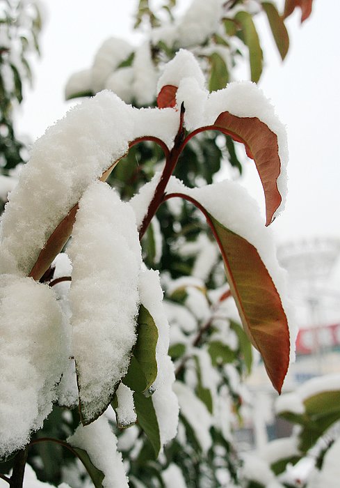 雪中景