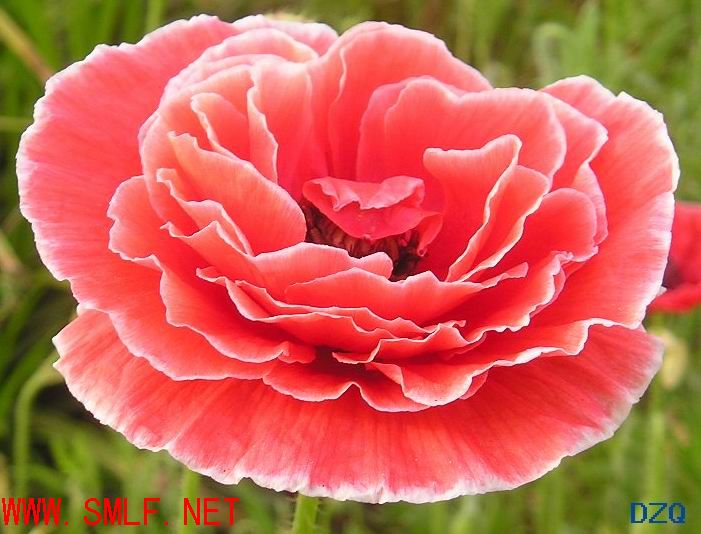 不是牡丹也富贵