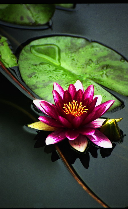 [原创]花卉