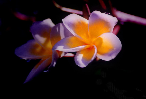 [原创]花卉