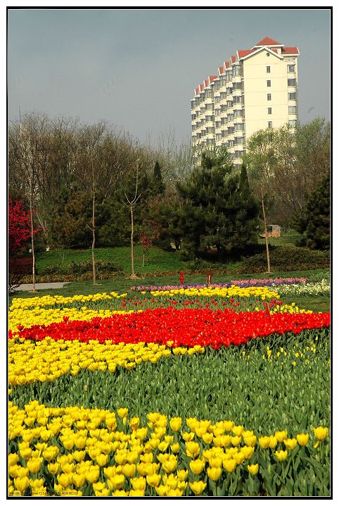花园中的城市剪影