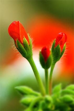 花谣
