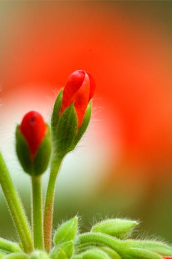 花谣