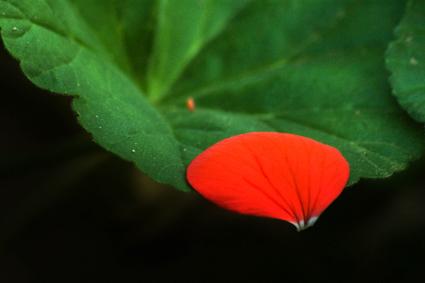 花谣