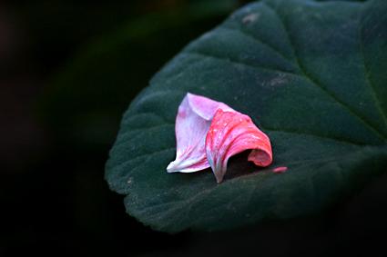 花谣