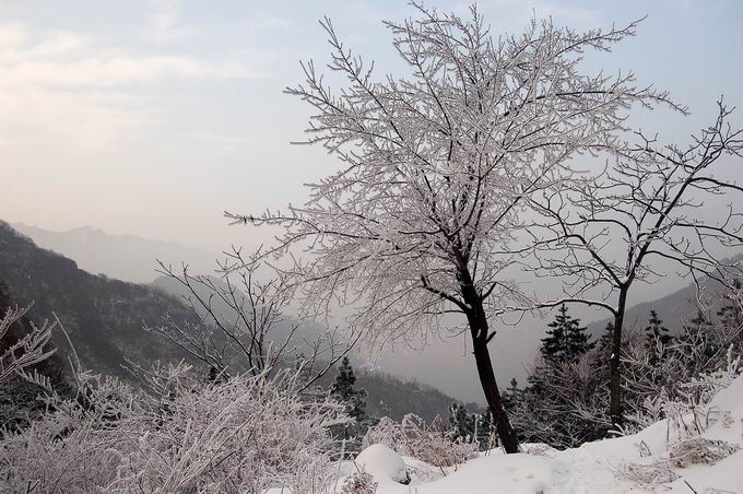 冬雪-王莽岭