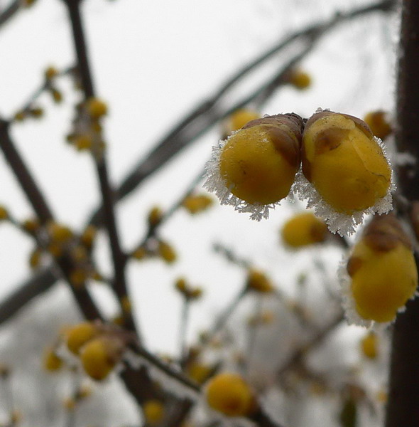 [原创]傲雪