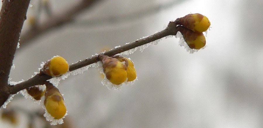 [原创]傲雪