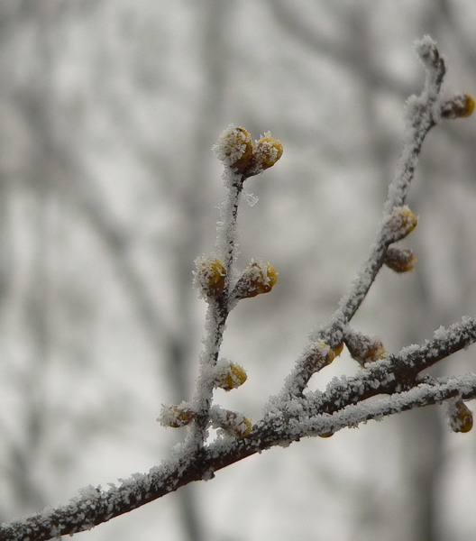 [原创]傲雪