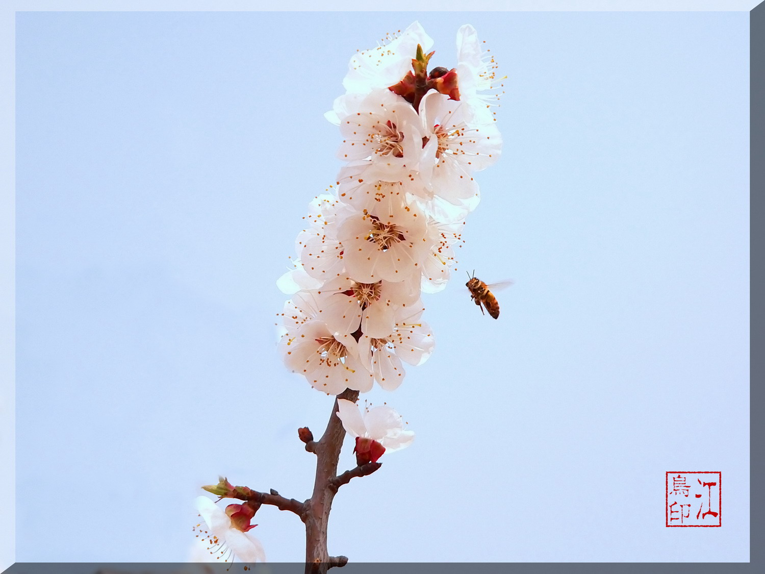 [原创]以前在橡树网发过的片片