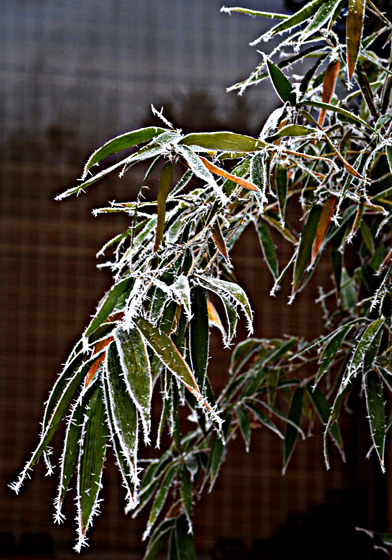竹园雪趣