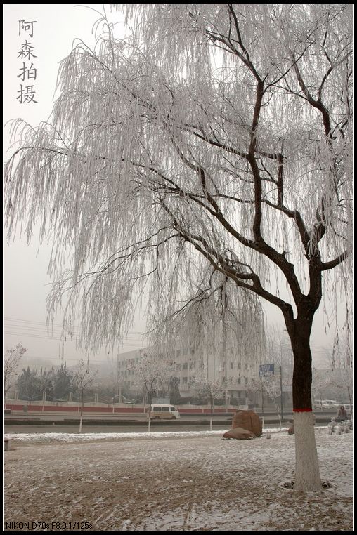 西环路公园拍雾淞