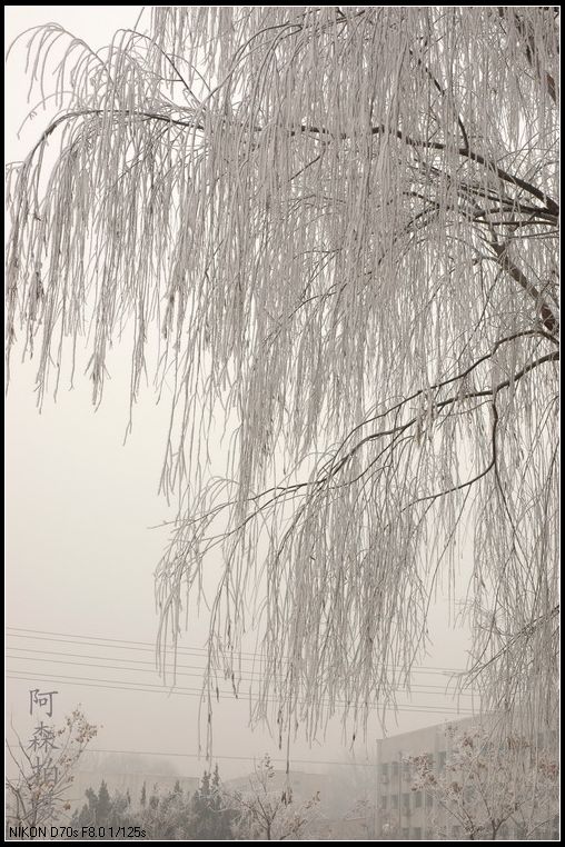 西环路公园拍雾淞