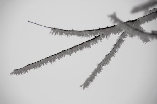 2006-1-4雾松