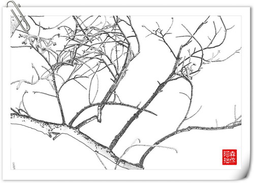 学做一张白描画