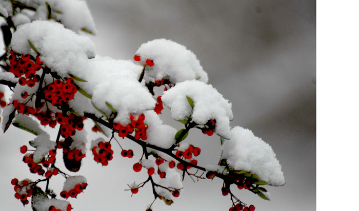 雪后小品