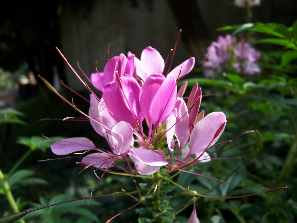 谁知道这是什么花