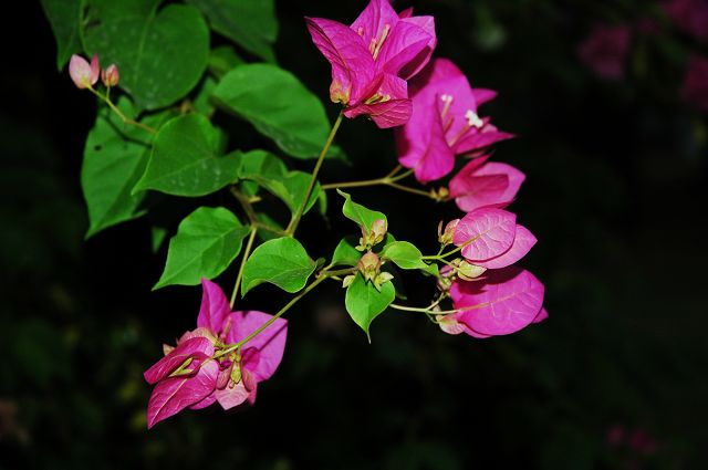 无名的小花