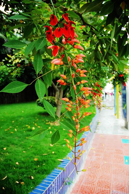 无名的小花