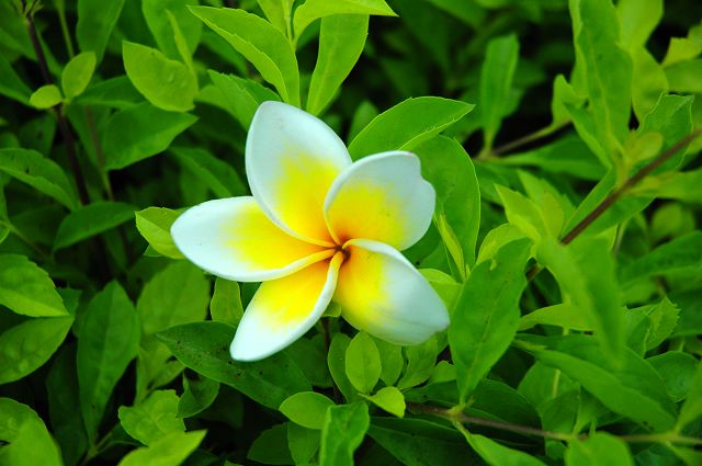 无名的小花