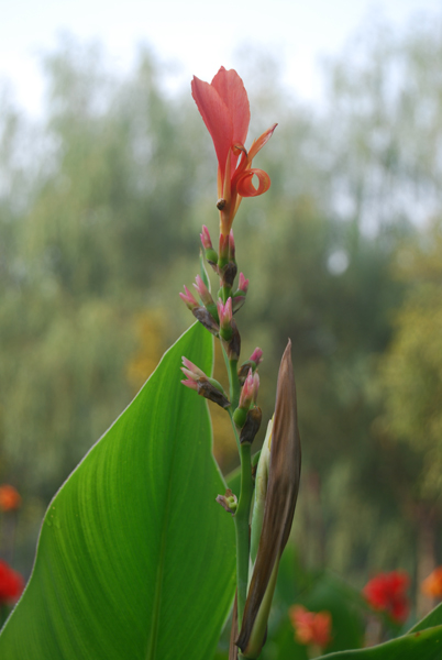 花儿