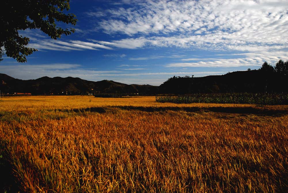 坝上---路边的风景