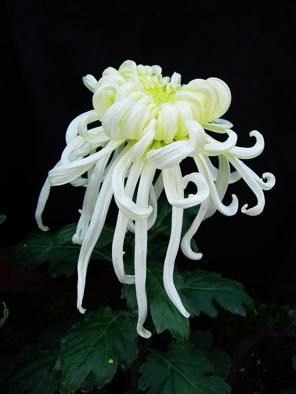 河南开封菊展简介