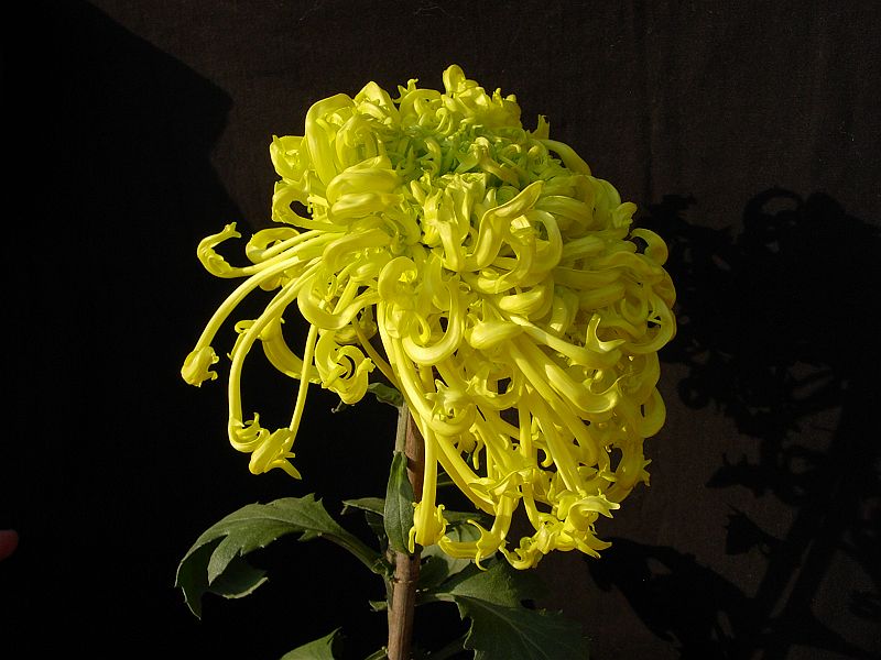 河南开封菊展简介