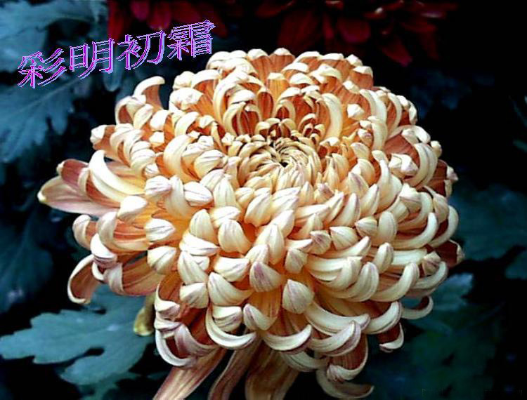 河南开封菊展简介