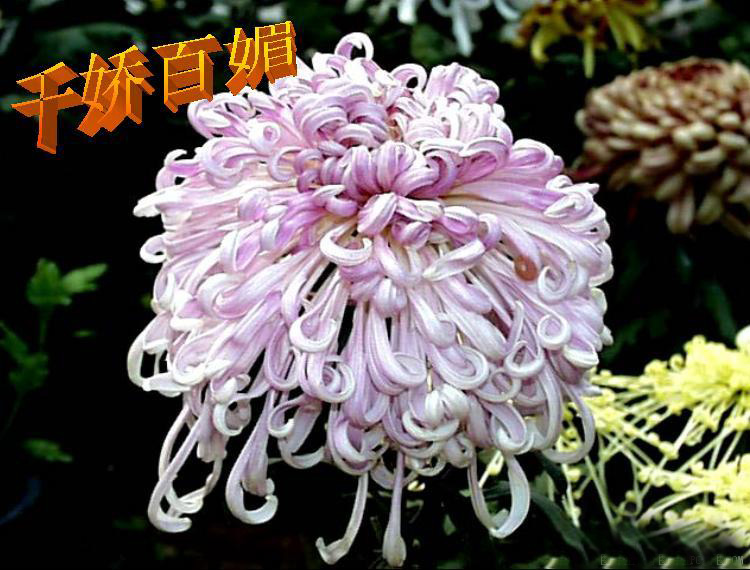 河南开封菊展简介