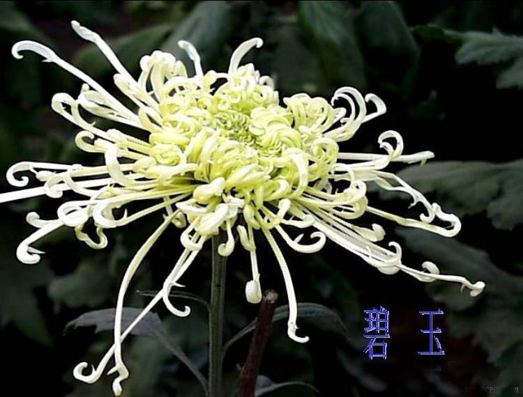 河南开封菊展简介