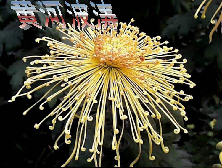 河南开封菊展简介