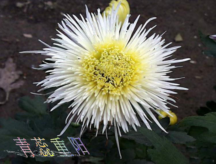 河南开封菊展简介