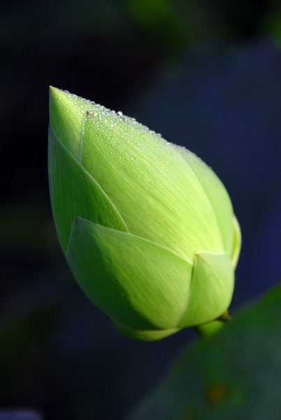 绿花\红花
