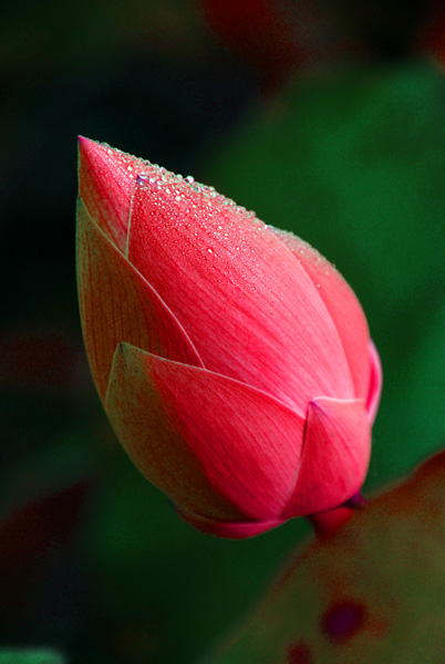 绿花\红花