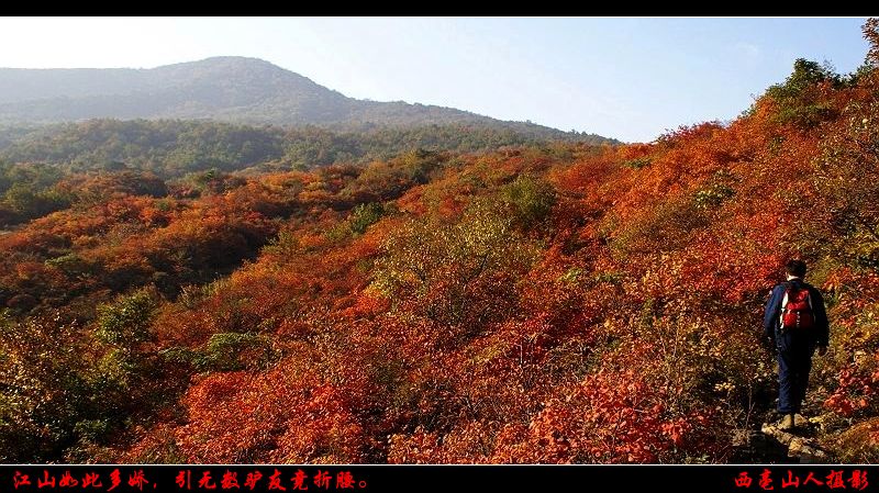万山红遍,层林尽染.