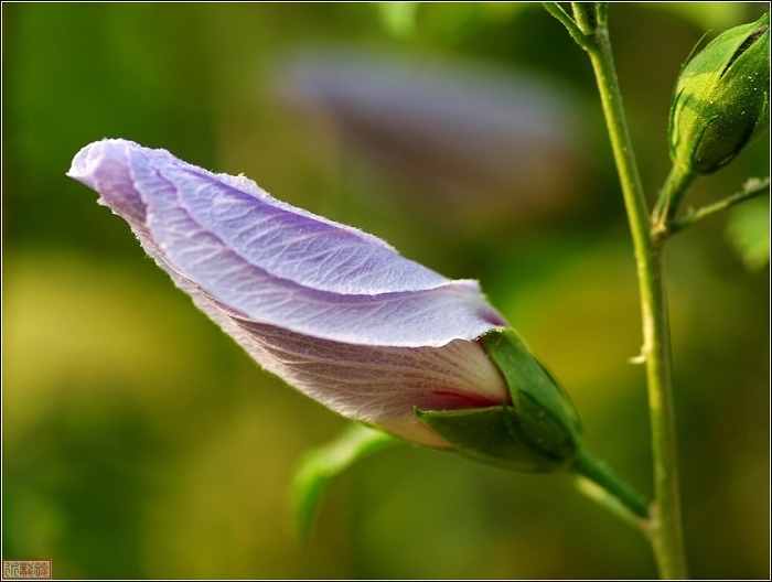 花蕾