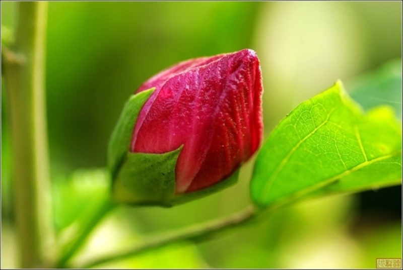 花蕾