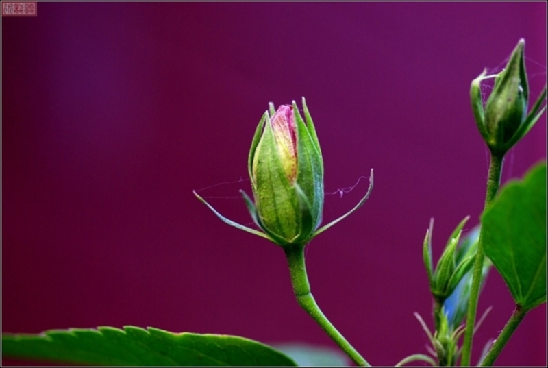 花蕾