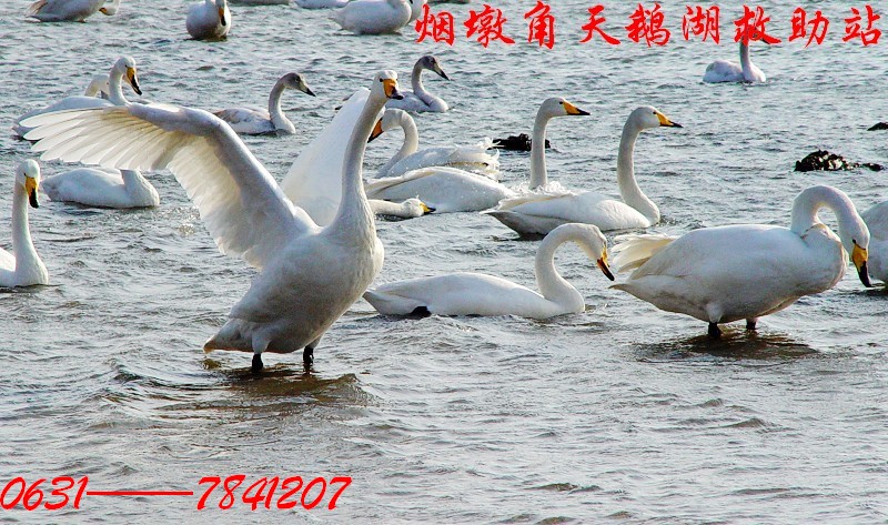[公告]尊敬的摄友