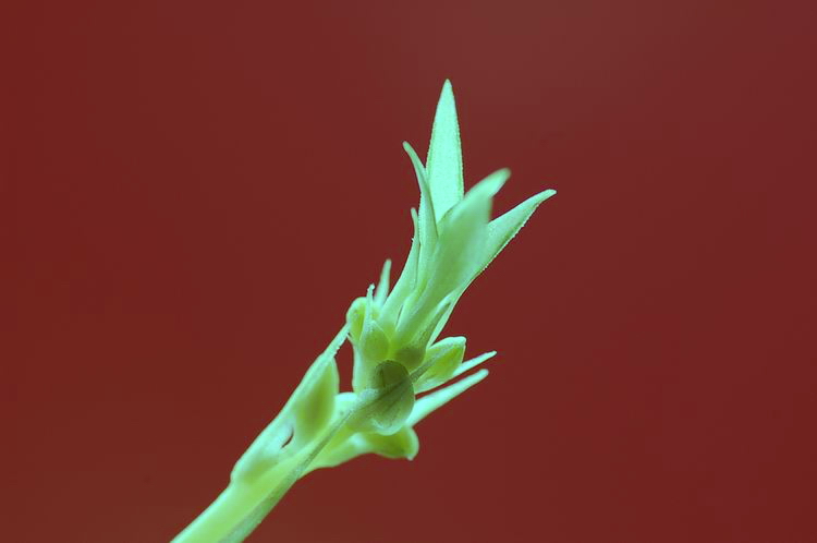 小嫩芽