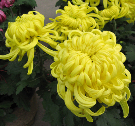 菊花组照