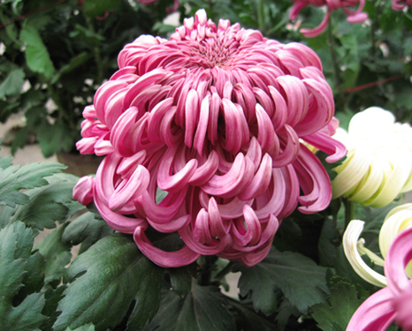 菊花组照