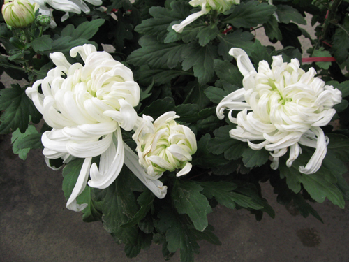 菊花组照