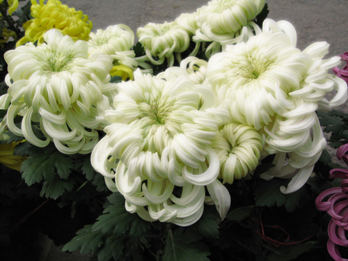 菊花组照