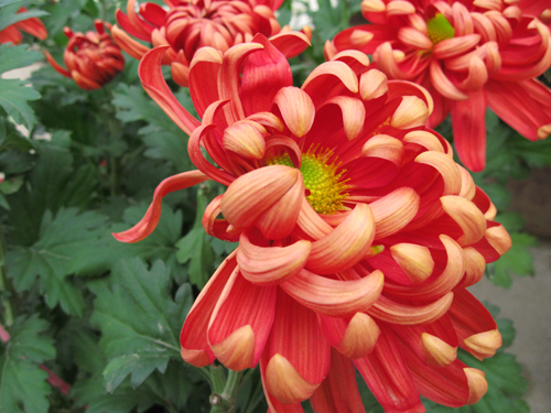 菊花组照