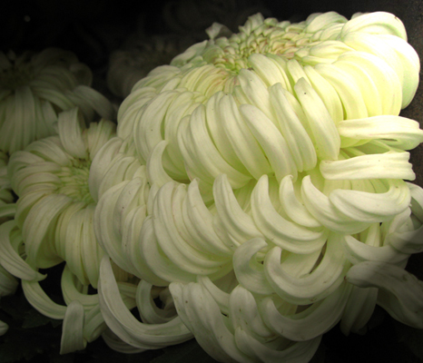 菊花组照