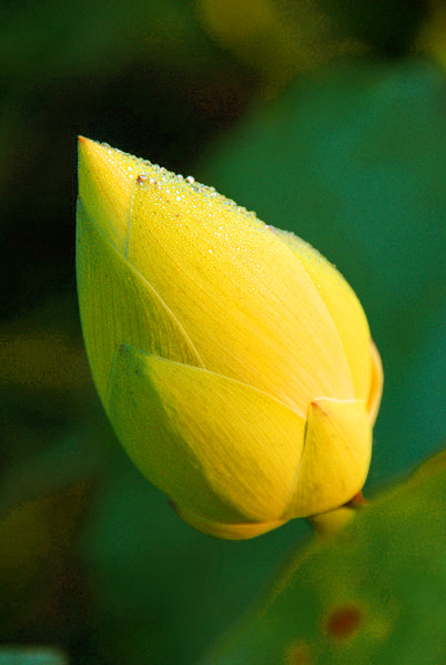绿花\红花