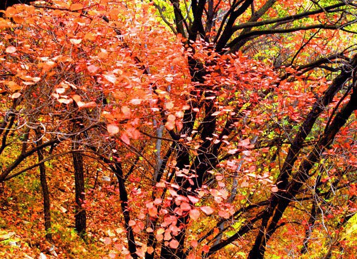 [原创]金秋沂蒙山采风