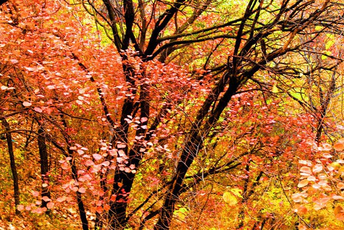 [原创]金秋沂蒙山采风